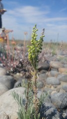 Artemisia campestris borealis