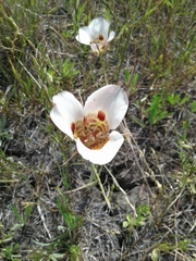 Calochortus vestae