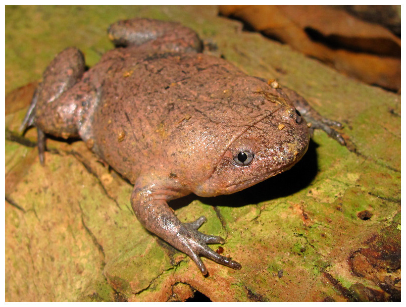 Bleating Frogs