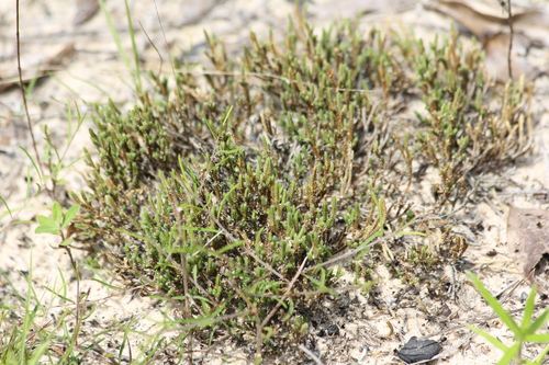 Selaginella arenicola ssp. riddellii