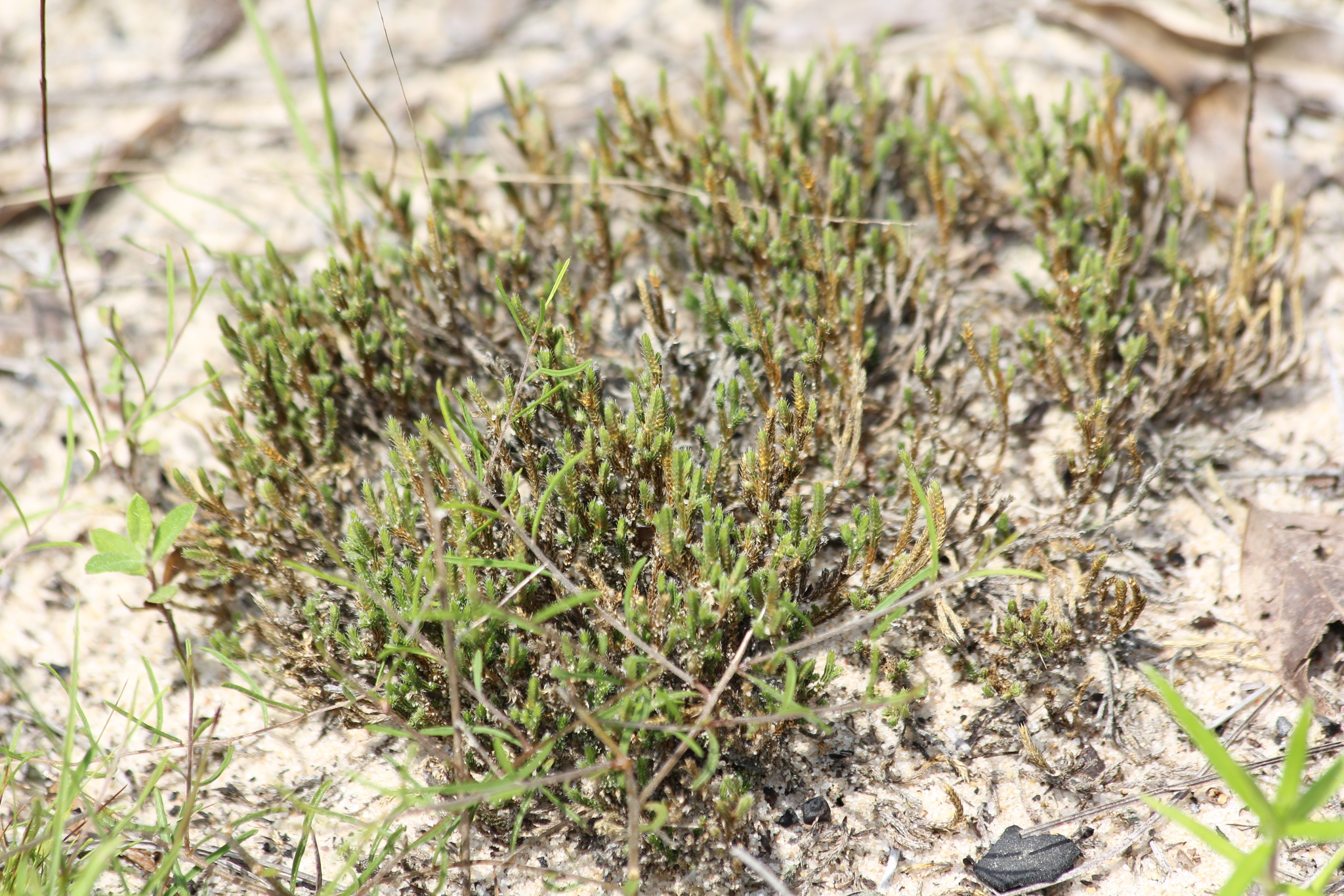 Selaginella arenicola ssp. riddellii
