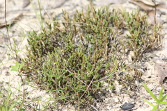 Selaginella corallina