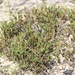 Selaginella arenicola riddellii - Photo (c) Andy Newman, algunos derechos reservados (CC BY-NC), subido por Andy Newman