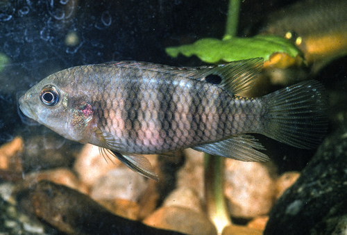Bates' cichlide (Benitochromis batesii) — Cichlidae