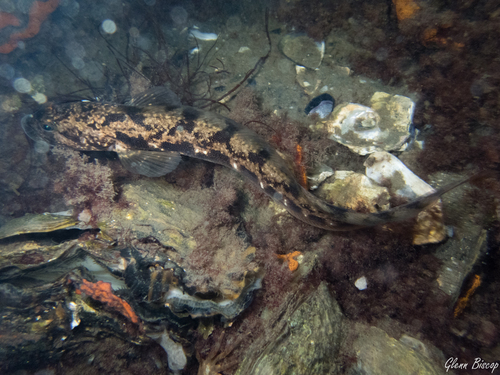 Viviparous Blenny, Schouwen-Duiveland, Nederland, photo 7 of 10