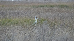 Ciconia maguari