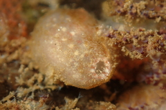 Dirty Sea-Squirt photo 3