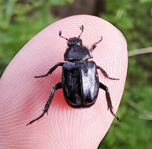 Hoplia praticola