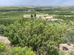 Juniperus pinchotii
