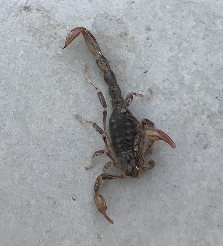 Urophonius iheringi