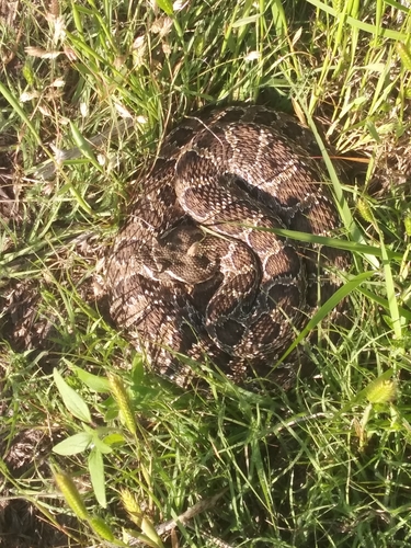 Prairie Rattlesnake