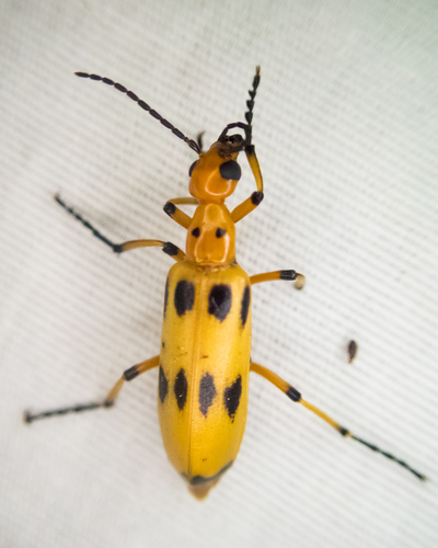 Pyrota fasciata photo 2