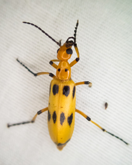 Pyrota fasciata