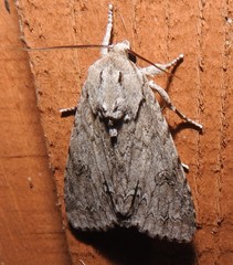 Acronicta americana