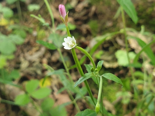Spear leaved willow herb (Epilobium lanceolatum)