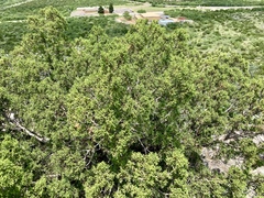 Juniperus pinchotii