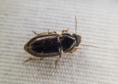 Selenophorus