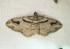 Costaconvexa