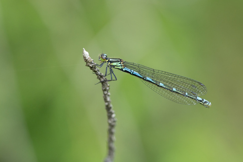Siberian Bluet