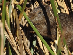 Cavia aperea anolaimae