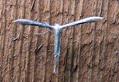 Pterophorini