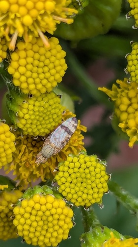 Ragwort Fly, Noordwijkerhout, Nederland, photo 9 of 10