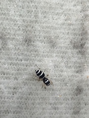 Salticus austinensis