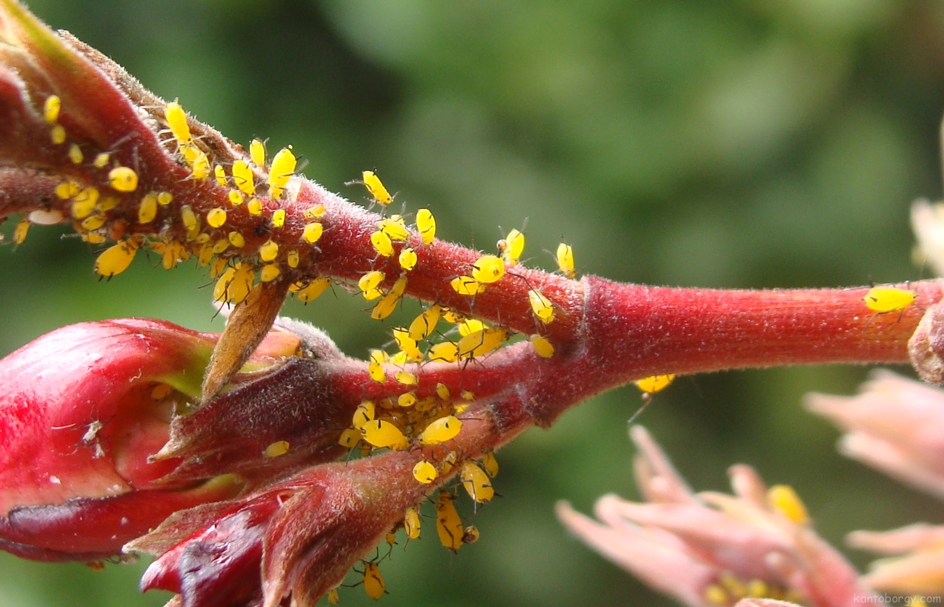 Aphis (Aphis) image