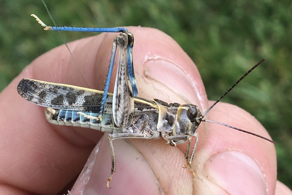 Pard Grasshopper
