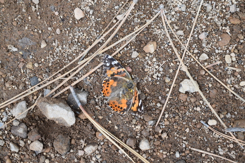 iNaturalist observation photo of Painted Lady