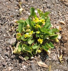 Halerpestes cymbalaria