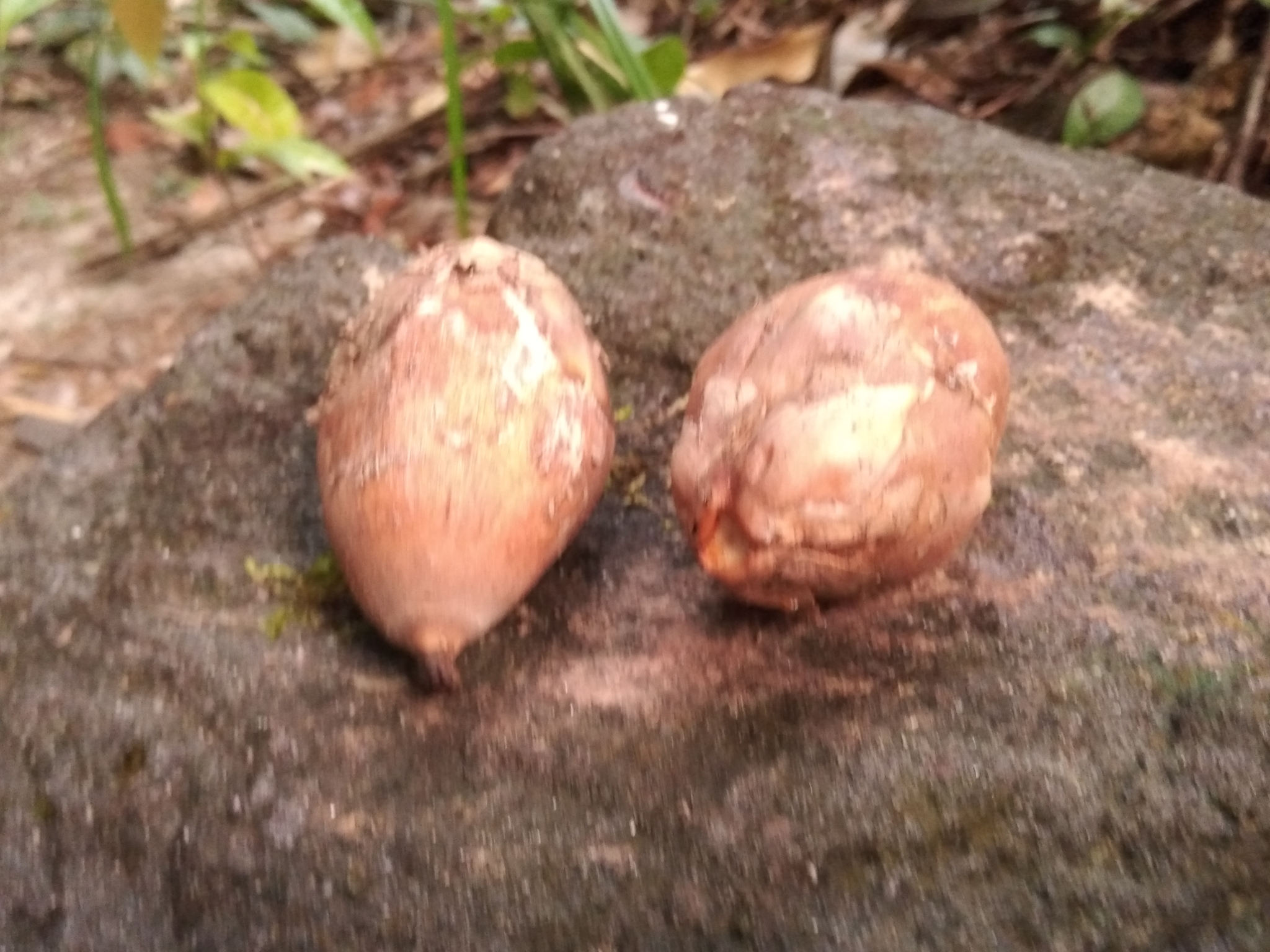 Attalea maripa