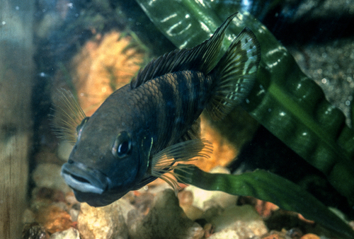 Bates' benitochromis (Benitochromis batesii) — Cichlidae — 3