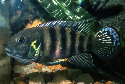 Benitochromis batesii