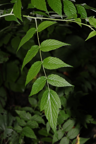 Image of Rubus cockburnianus by no rights reserved