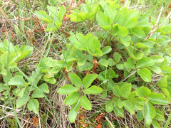 Ligusticum scothicum scothicum