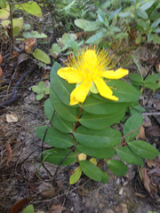 Hypericum calycinum