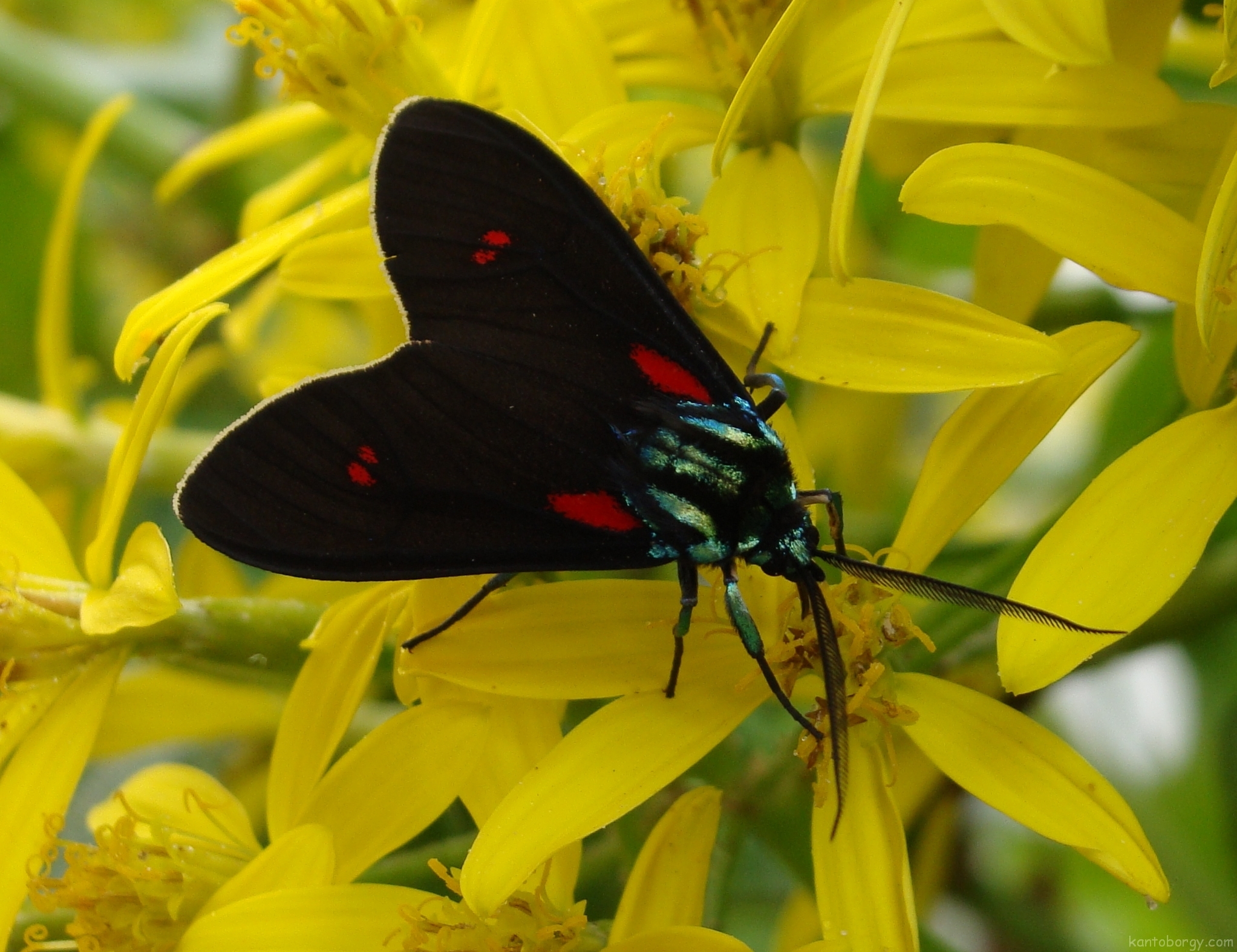 Cyanopepla image