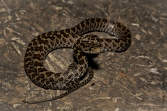 Green Rat Snake photo 3