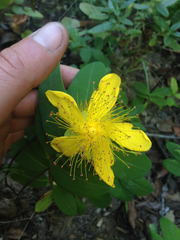Hypericum calycinum