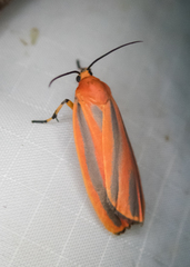 Hypoprepia miniata
