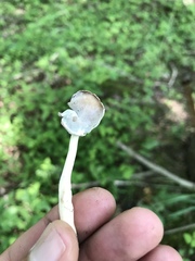 Helvellaceae