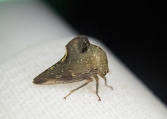 Telamona monticola