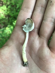Helvellaceae