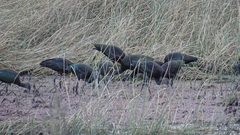 Plegadis chihi