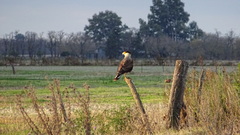 Caracara plancus