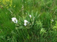 Iris × germanica