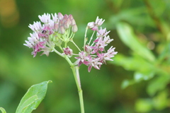 Asclepias rubra