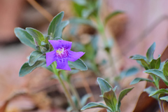 Dyschoriste pinetorum