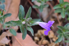 Dyschoriste pinetorum